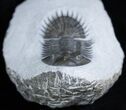 Inch Thysanopeltis Trilobite - Spiny Butt #1997-3